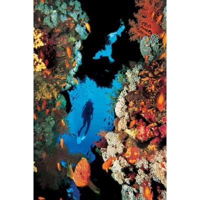 Affiche : Récif de Corail